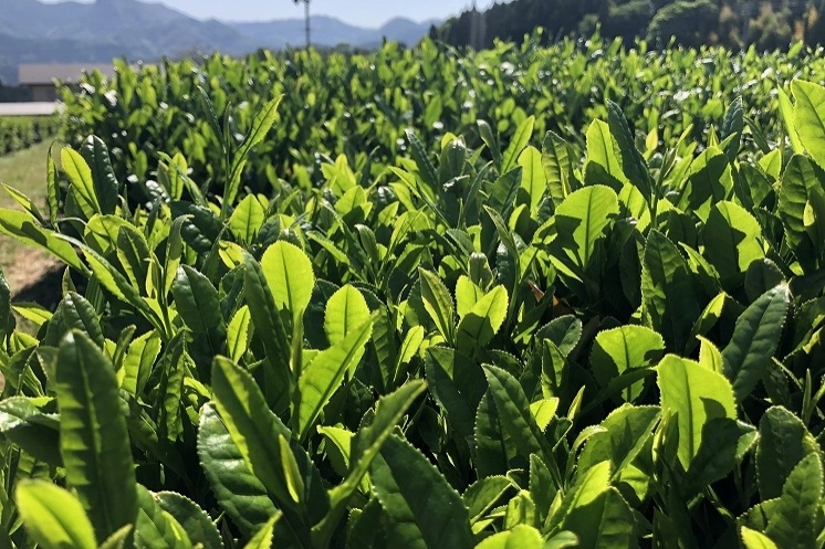 「釜炒り茶」は古来から伝わる希少なお茶